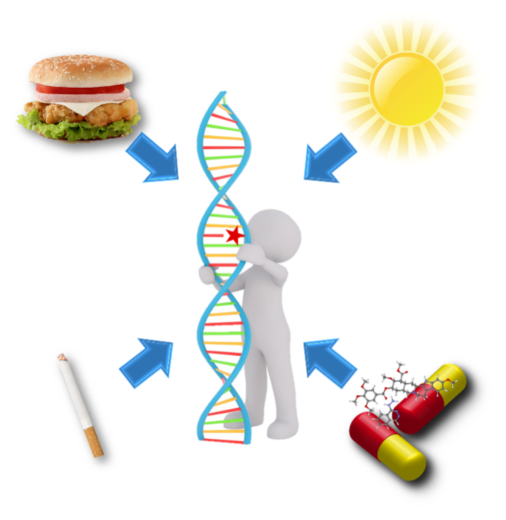 Environmental Toxicants Related to Human Disease – Laboratory of ...