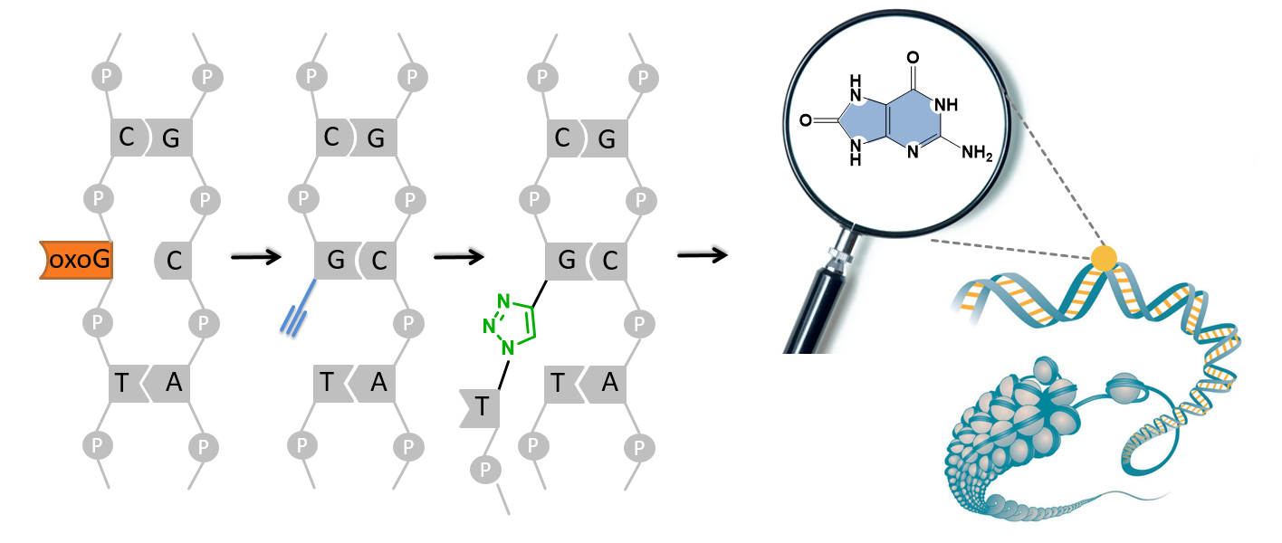 Enlarged view: Innovative sequencing methods for DNA oxidation damage