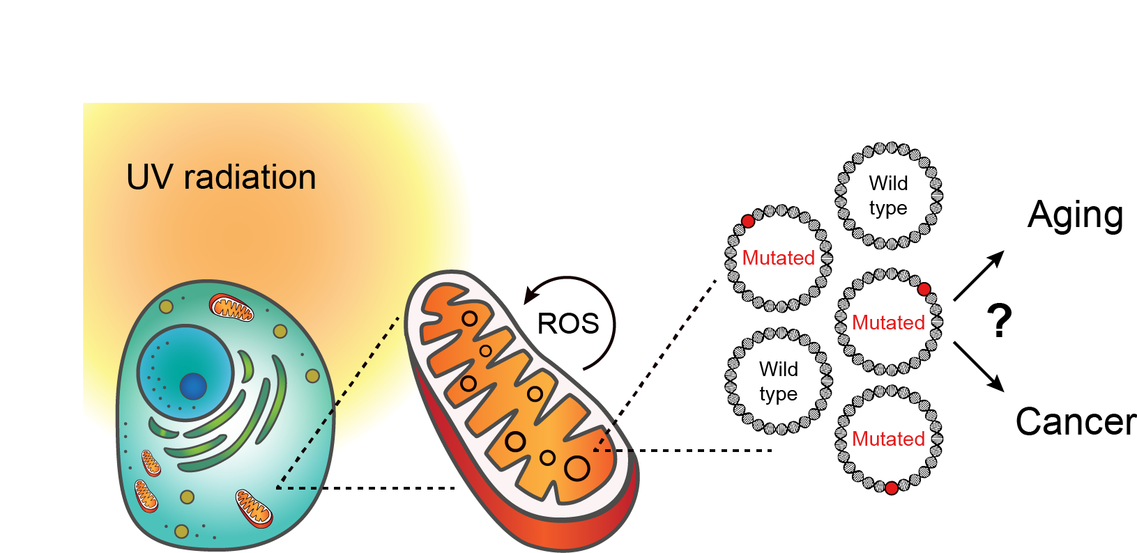 Enlarged view: Mechanisms of UV-light-induced mutations in the mitochondrial genome