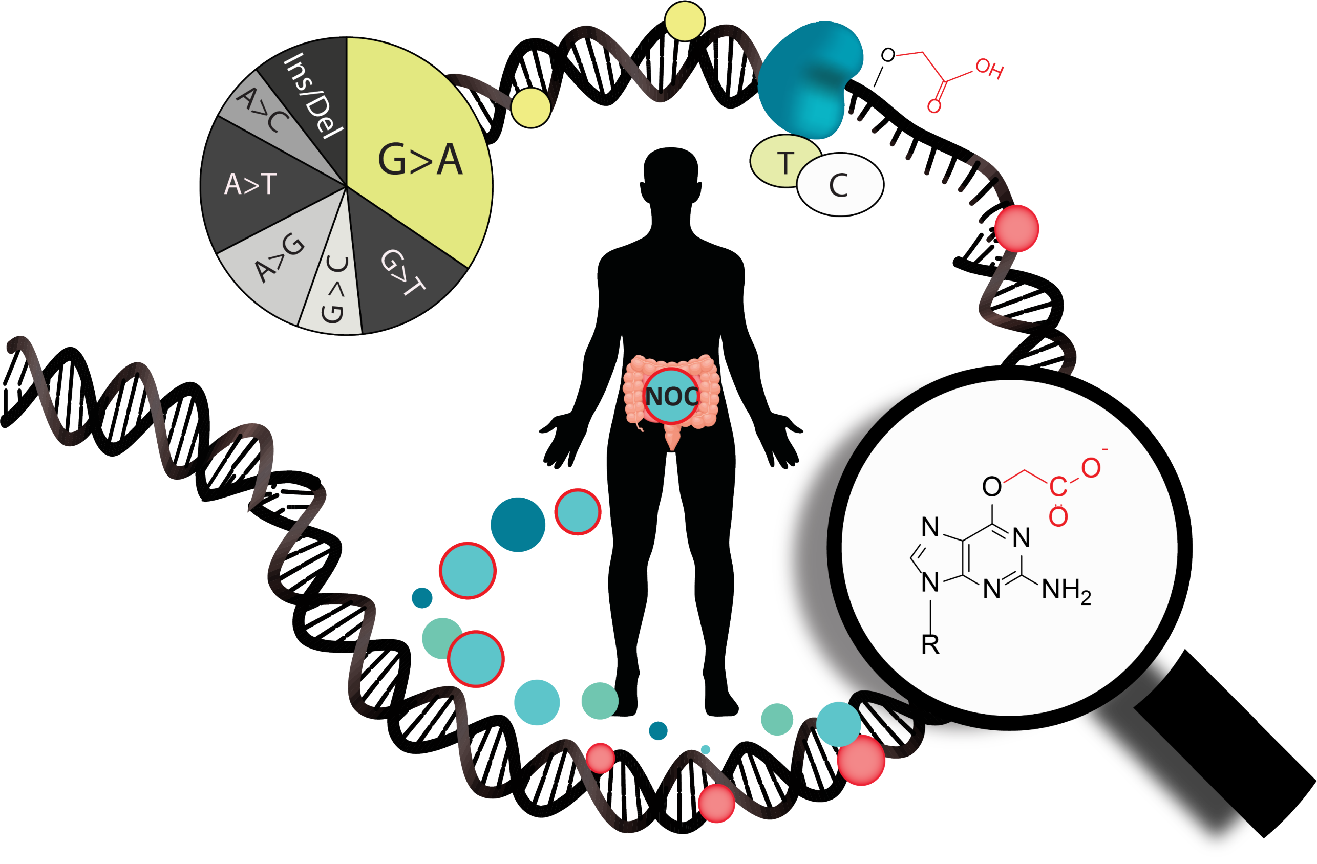 Enlarged view: Mutagenicity of O6-Carboxymethylated DNA
